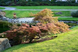 Japanese maples by a pond