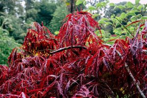 crimson queen leaves