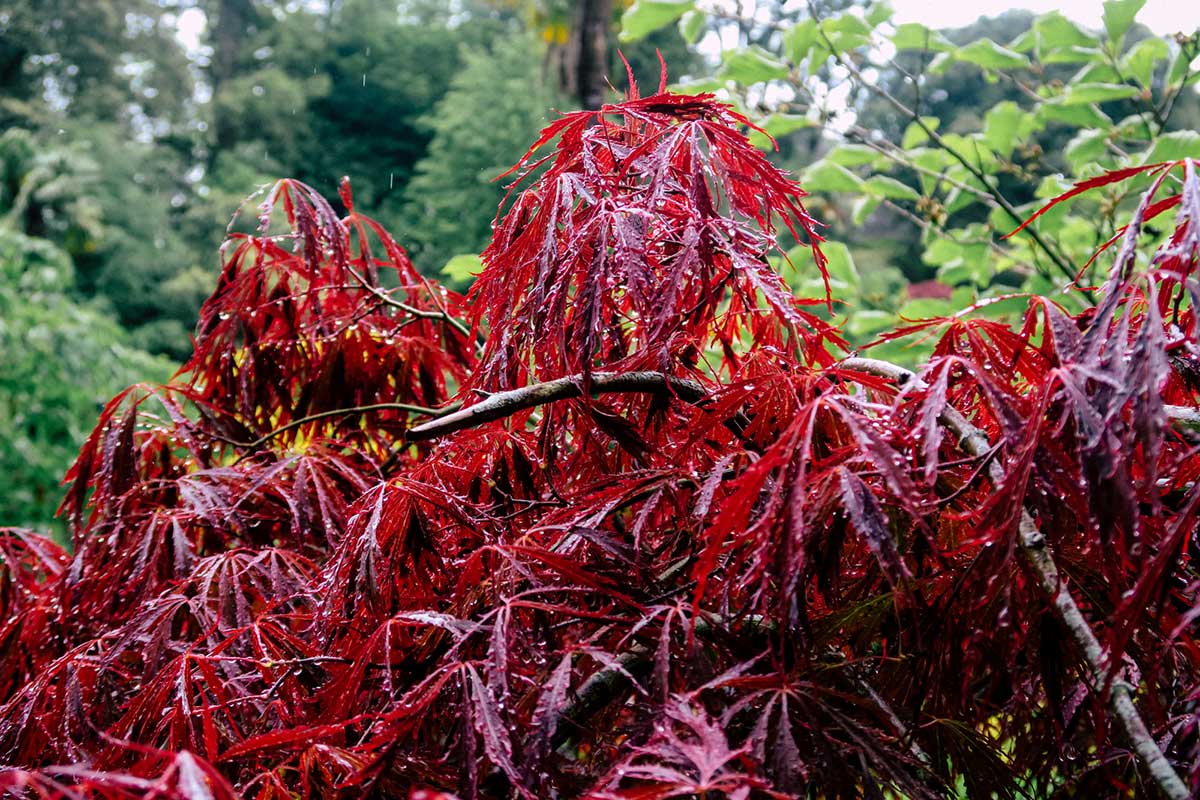 Crimson queen leaves