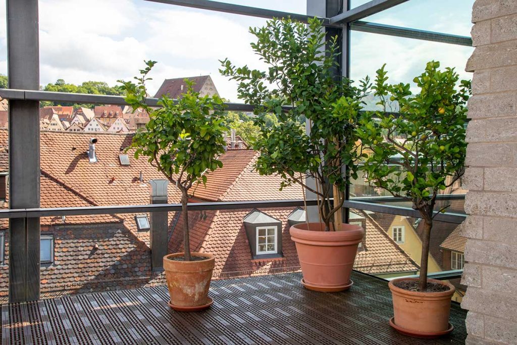 How Long Can Trees Survive in Pots? Tiny Tree Hub