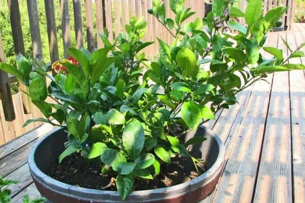 Potted Meyer lemon tree