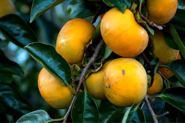 American persimmon tree fruits