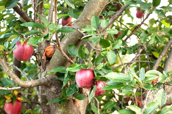 Apple tree bearing fruits