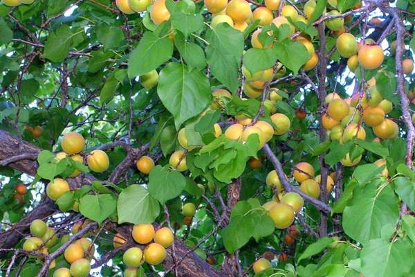Apricot tree bearing fruits