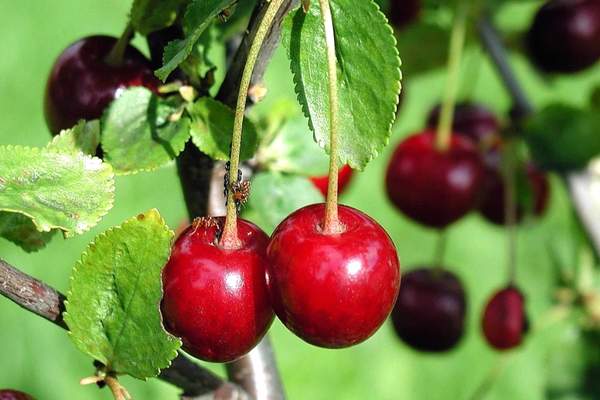 Cherry fruits on tree