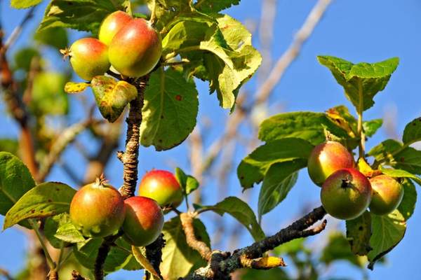Crabapple tree bearing fruits