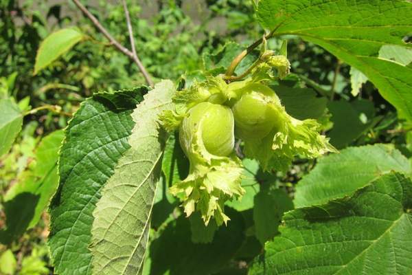 Hazelnut tree fruit