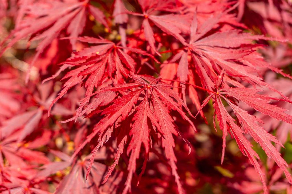 21 Types of Japanese Maples (Zone, Size, Color) Tiny Tree Hub