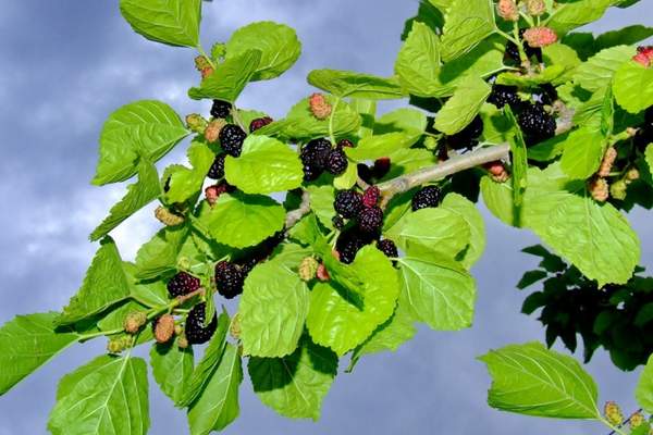 Mulberry fruit on a tree