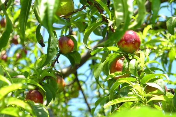Nectarine tree bearing fruits