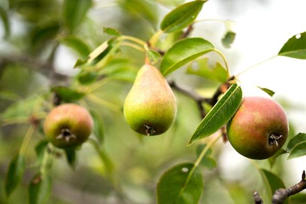Pear fruit on a tree