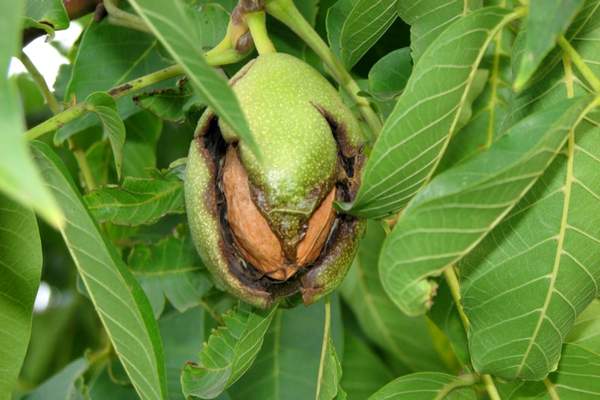 Persian walnuts tree