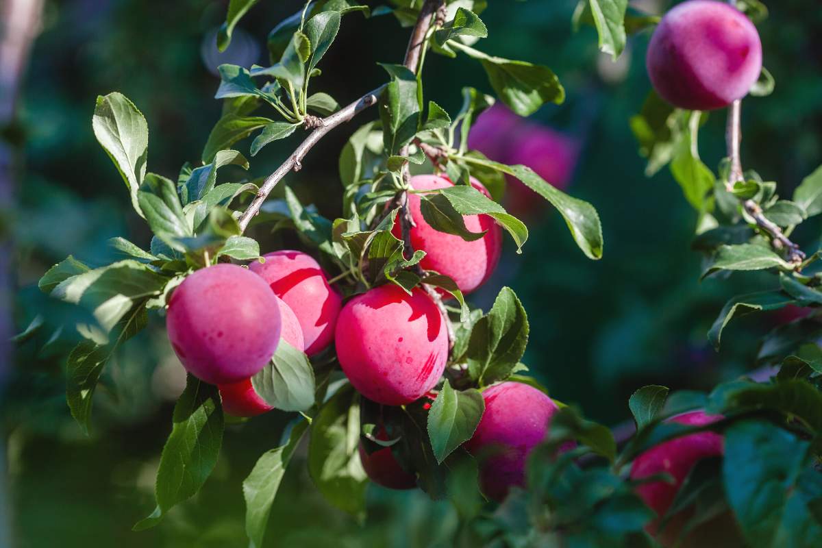 Plums hanging on a tree