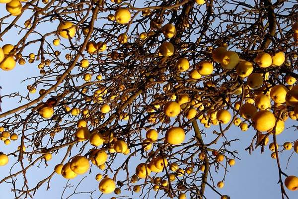 Quince tree in winter