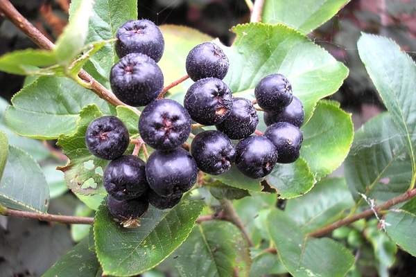 Aronia berries fruit tree