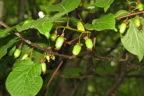 Artic kiwi fruit tree