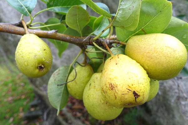 Asian pear fruit bearing tree