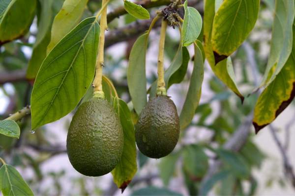 Avocado fruit bearing tree