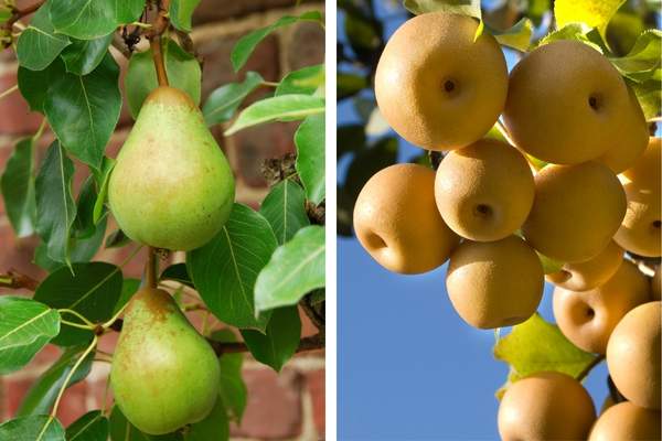 European pear and asian pear collage