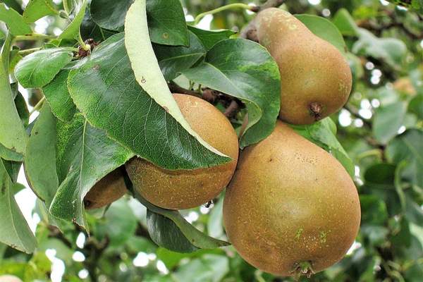 European pear fruit bearing tree