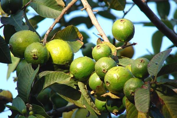 Guava fruit bearing tree