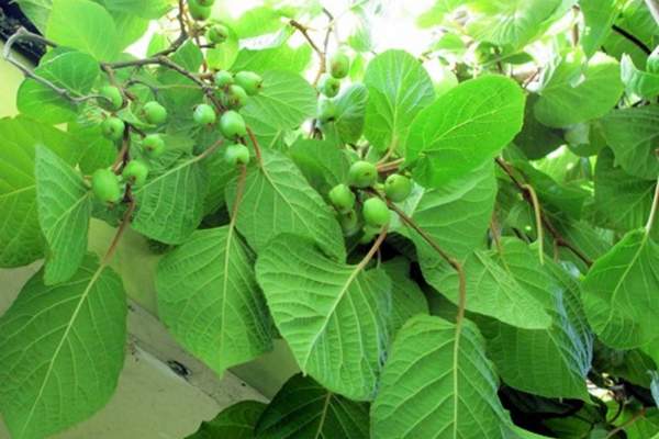 Hardy kiwi fruit bearing tree
