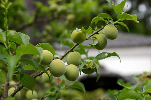 Japanese plum fruit bearing tree