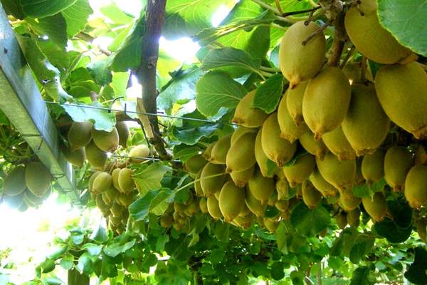 Kiwifruit tree