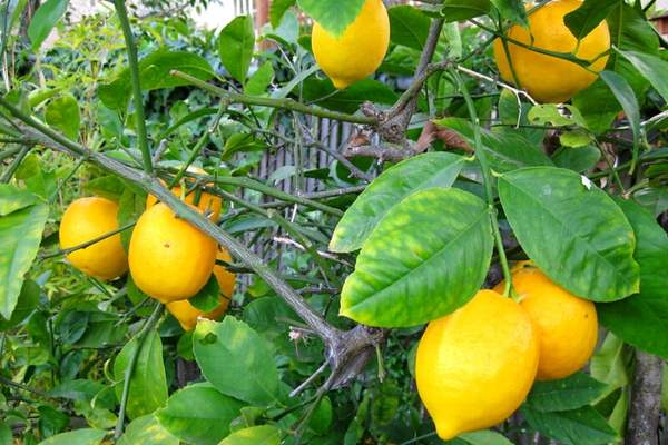 Lemon fruit bearing tree
