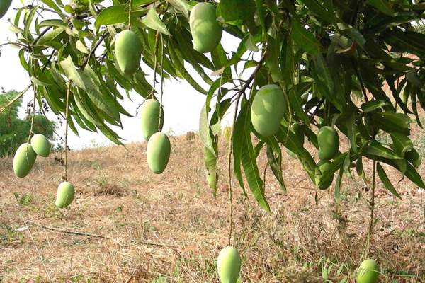 Mango fruit bearing tree