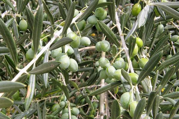 Olives fruit bearing tree