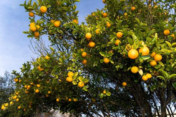 Orange fruit bearing tree