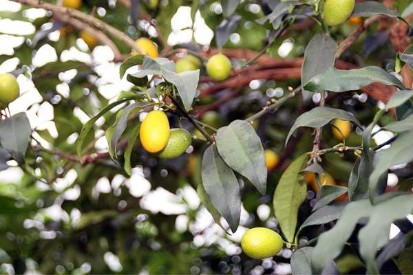 Oval kumquat fruit bearing tree