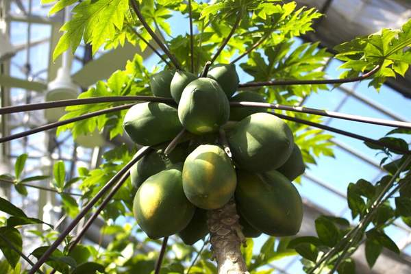 Papaya fruit bearing tree