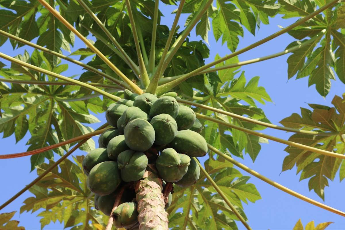 Papaya fruit tree