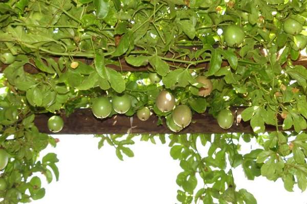 Passionfruit tree