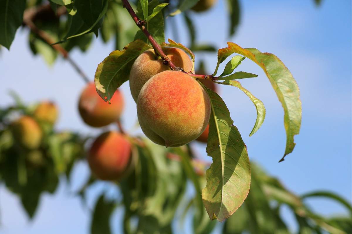 Peach fruit bearing tree