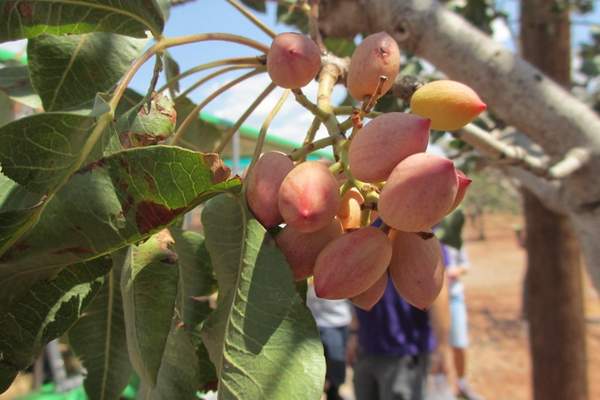Pistachio fruit bearing tree