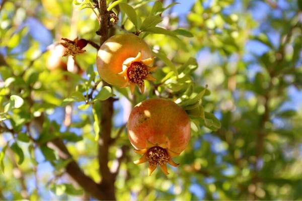 Pomegranate fruit bearing tree