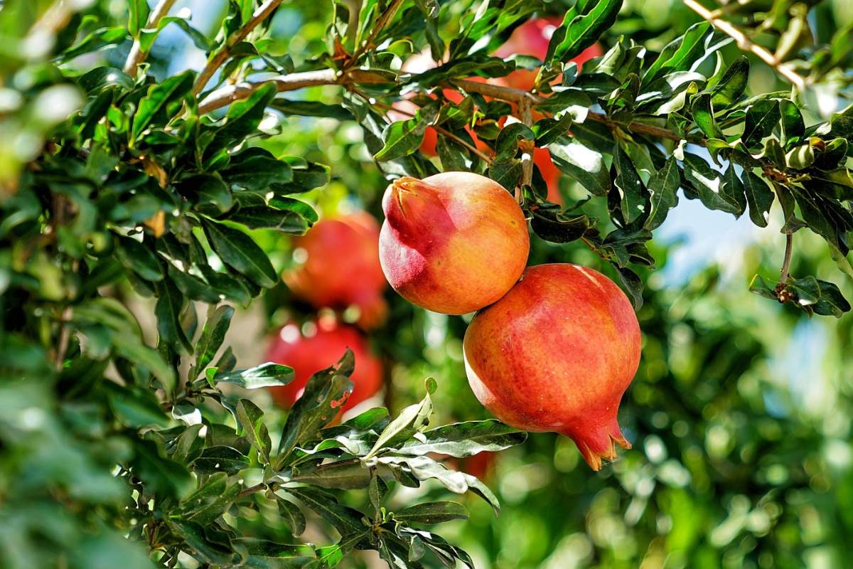 Pomegranate fruit tree