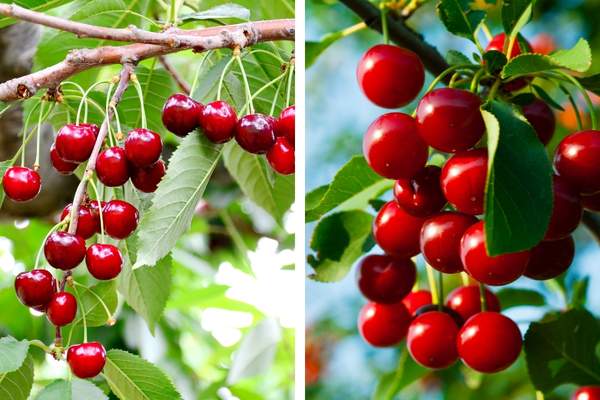 Sweet cherry and sour cherry fruit tree collage