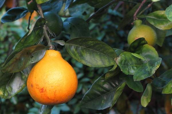 Tangelo fruit bearing tree