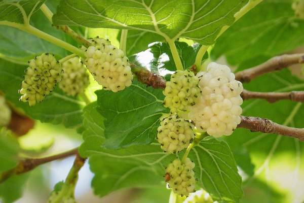 White mulberry fruit tree