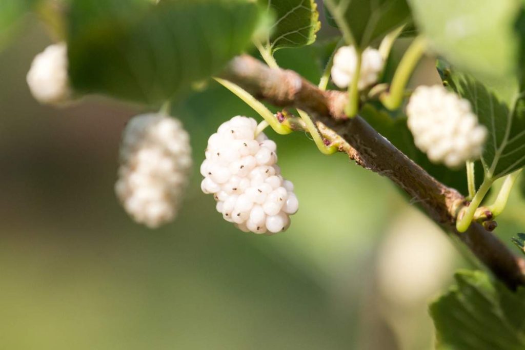 13 Types of Fruit Trees That Grow in Zone 8 Tiny Tree Hub