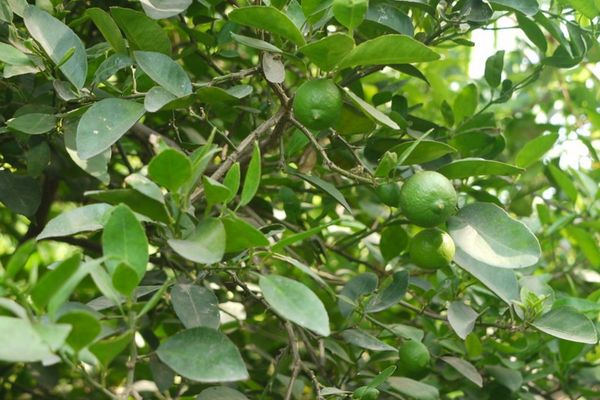 Dwarf key lime tree