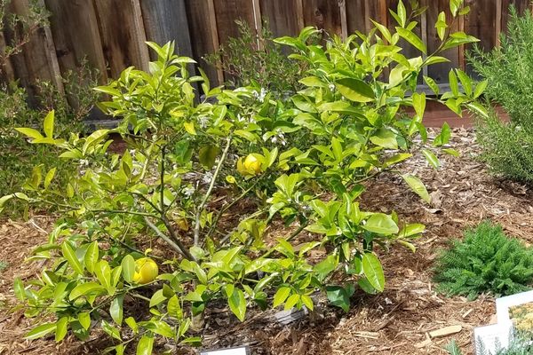 Dwarf meyer lemon tree