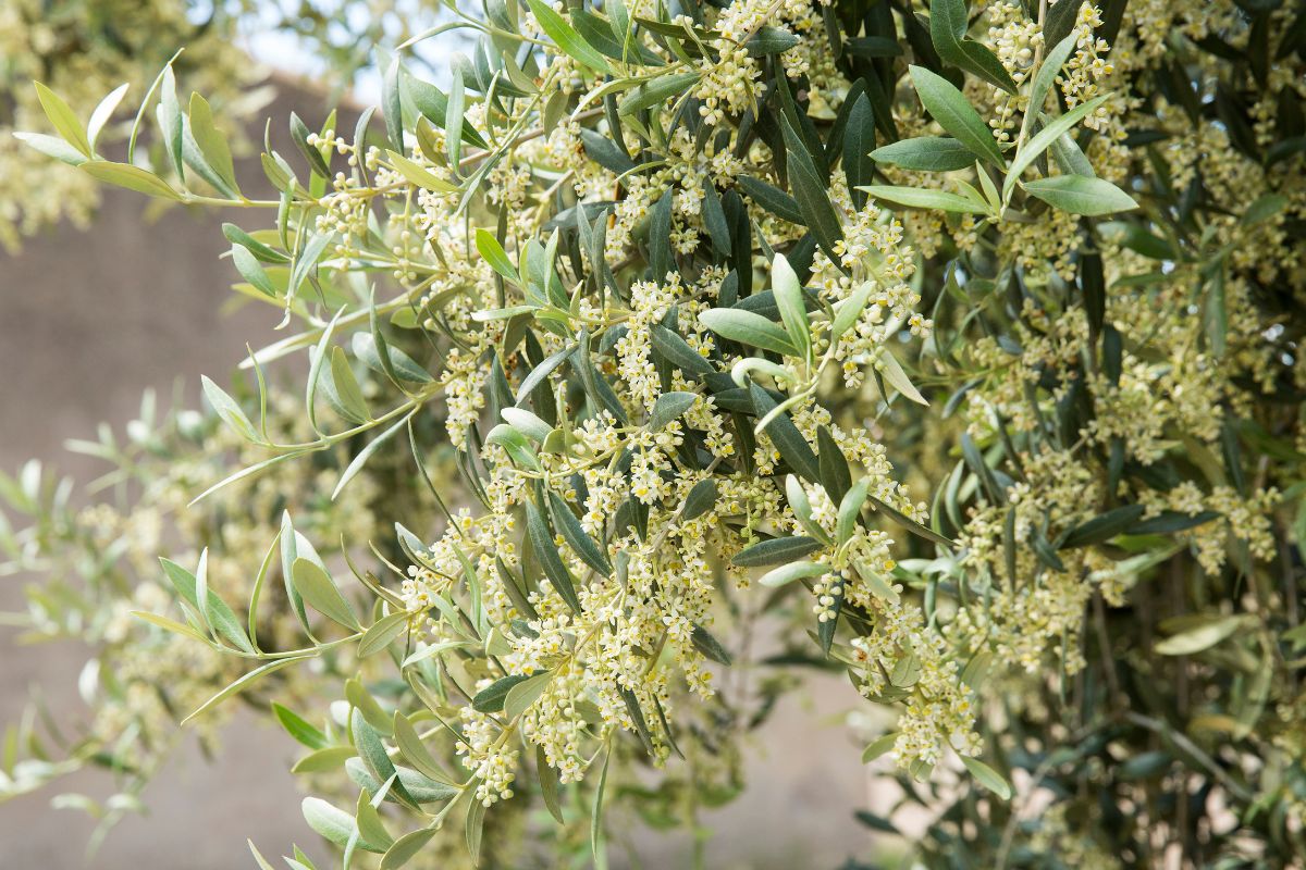 Flowers of arbequina olive