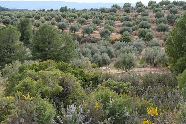 Olive grove of arbequina olive trees