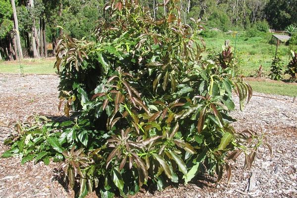 Wurtz avocado tree