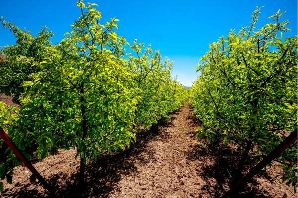 Dwarf apple tree garden